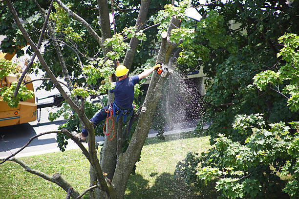 Reliable Kerens, TX Tree Removal Services Solutions